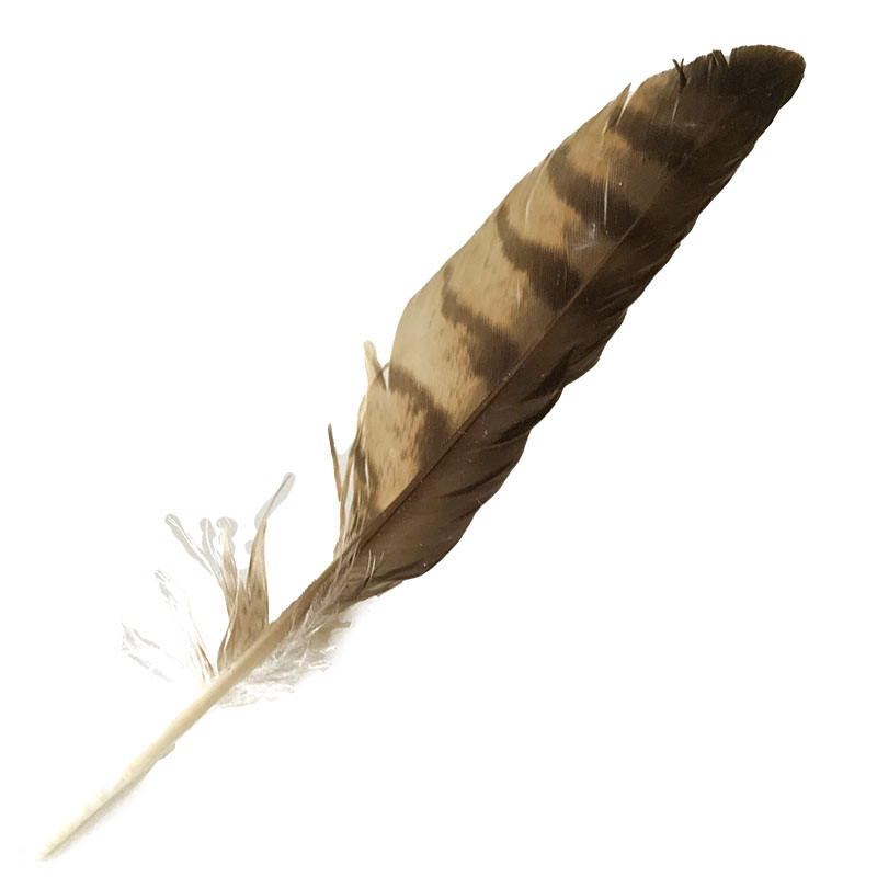 (image for) 51 Brown Goshawk Primary Wing Feather - Click Image to Close