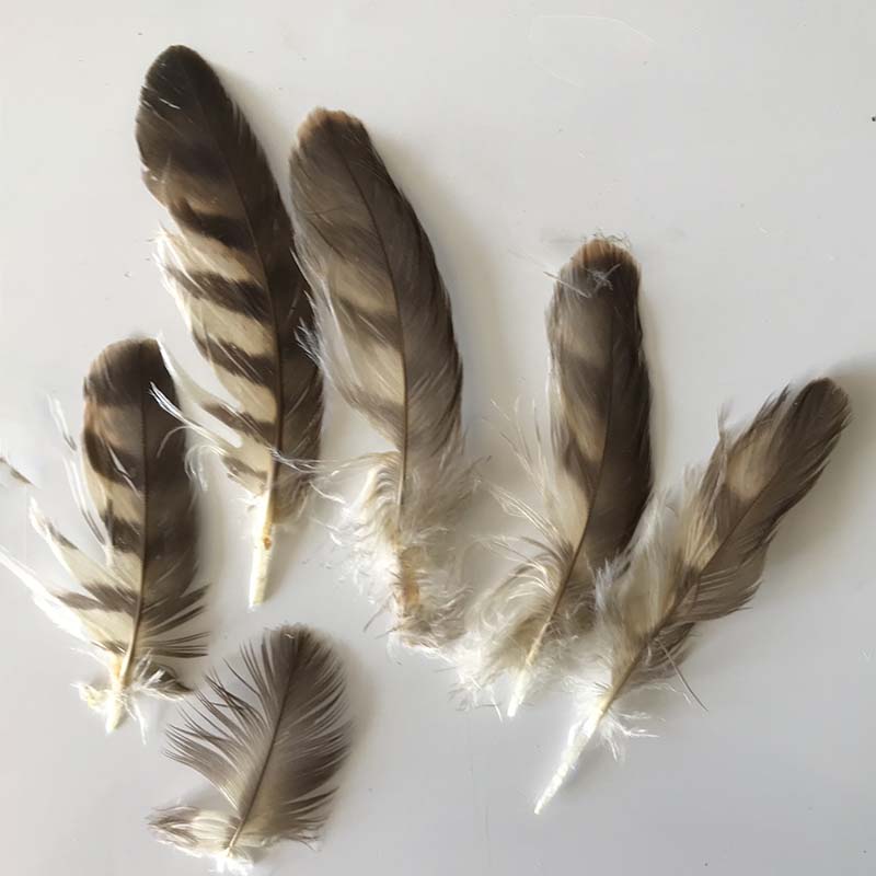 (image for) 02 Brown Goshawk Wing Tip Plumage - Click Image to Close