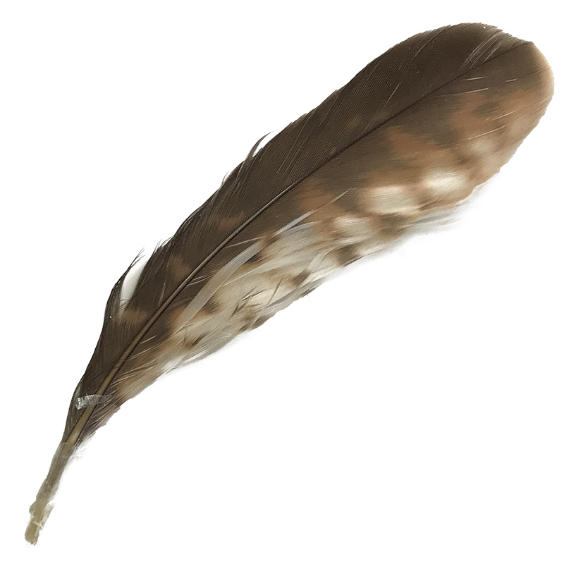 (image for) 200 Brown Goshawk Secondary Wing Feather - Click Image to Close