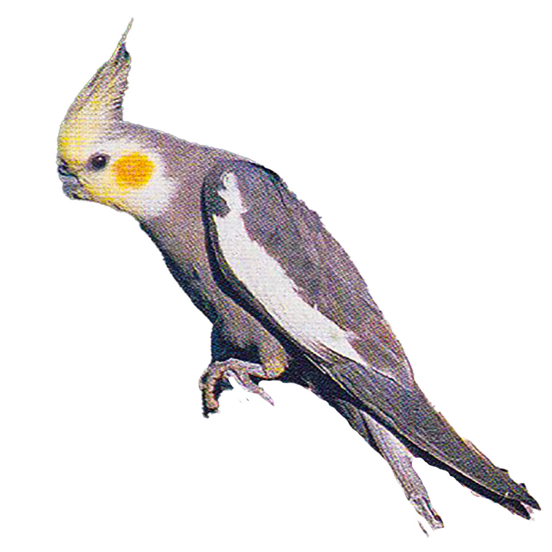 (image for) Cockatiel