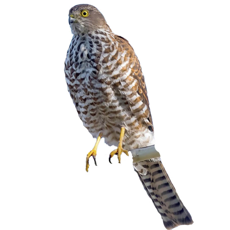 (image for) Collared Sparrow Hawk