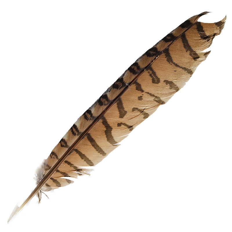 (image for) #41 Coucal Wing Flight Feather - Click Image to Close