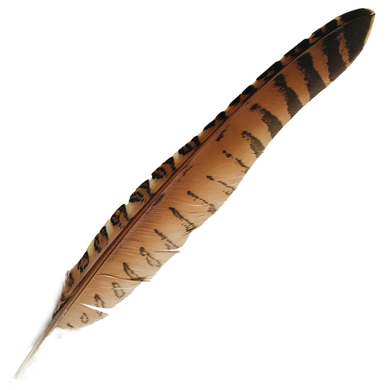 (image for) #43 Coucal Wing Flight Feather