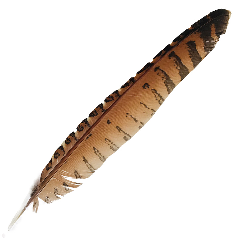 (image for) #47 Coucal Wing Flight Feather