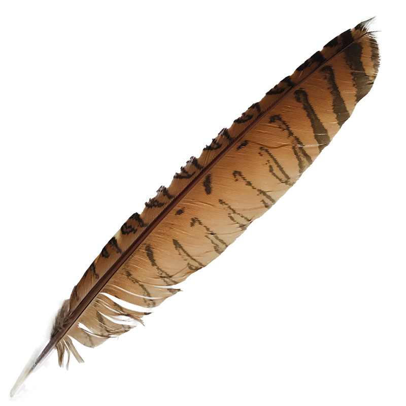 (image for) #49 Coucal Wing Flight Feather