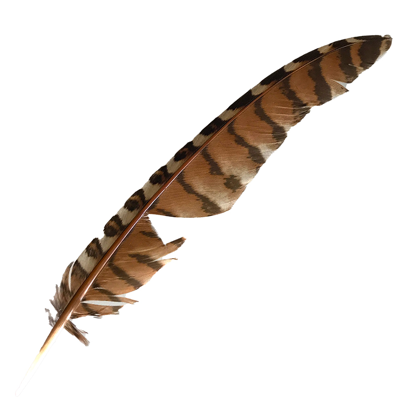 (image for) #113 Coucal Wing Flight Feather