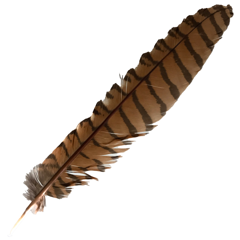 (image for) #119 Coucal Wing Primary Feather