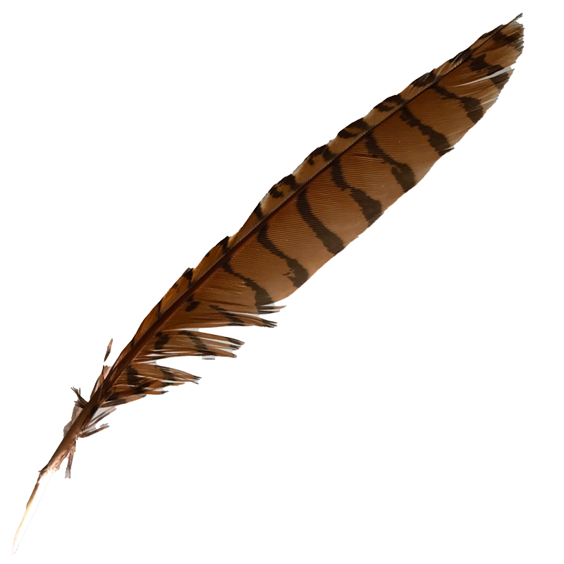 (image for) #121 Coucal Wing Primary Feather