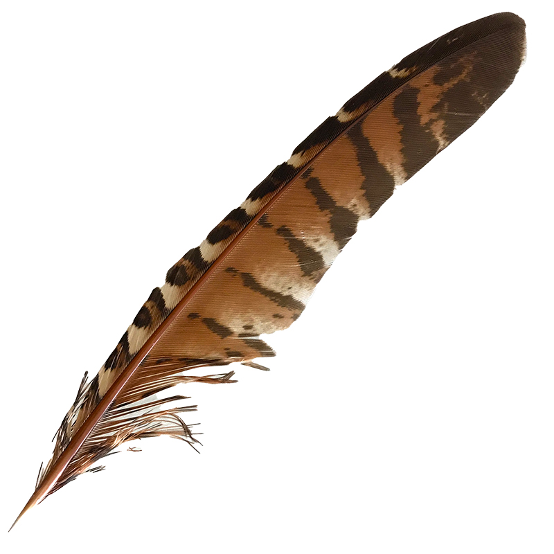(image for) #122 Coucal Wing Secondary Feather