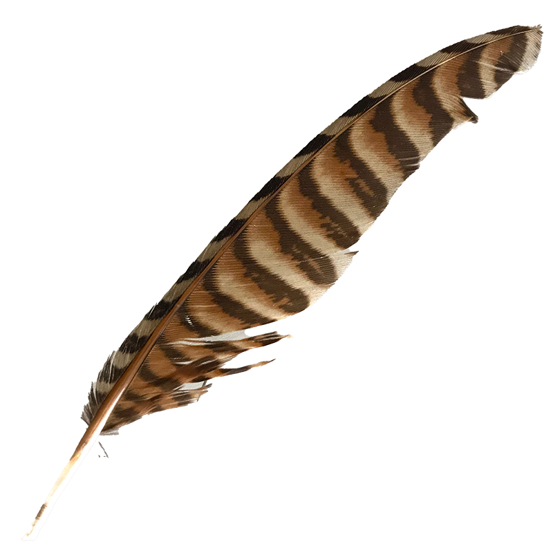 (image for) #124 Coucal Wing Secondary Feather