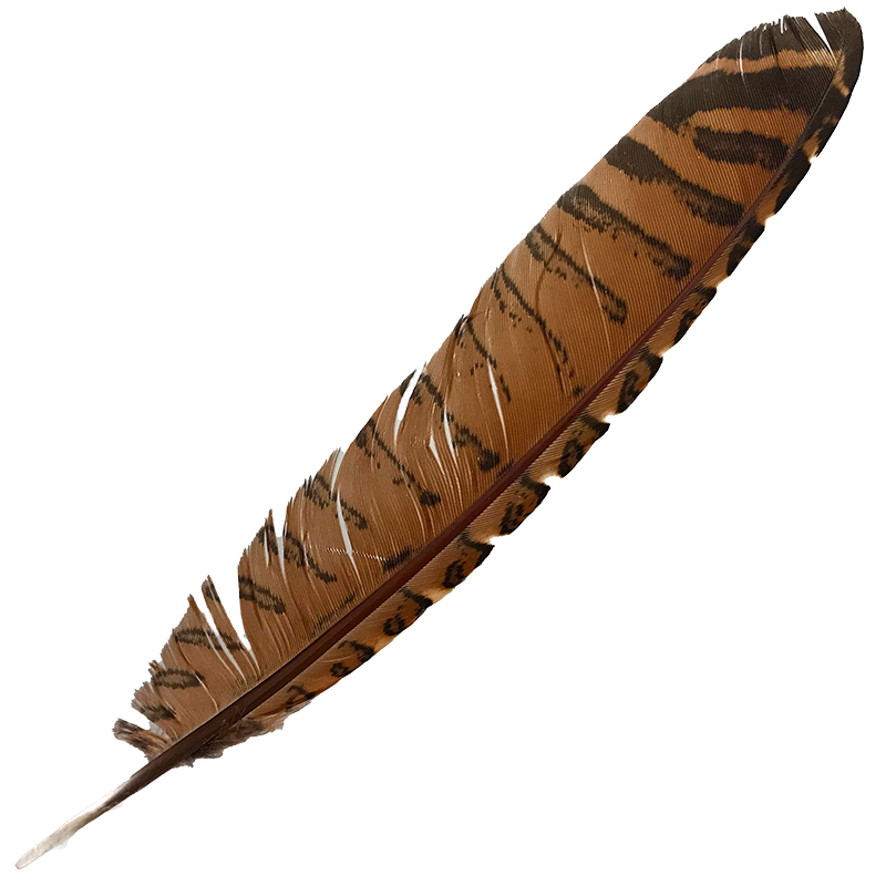 (image for) #100 Coucal Wing Primary Feather