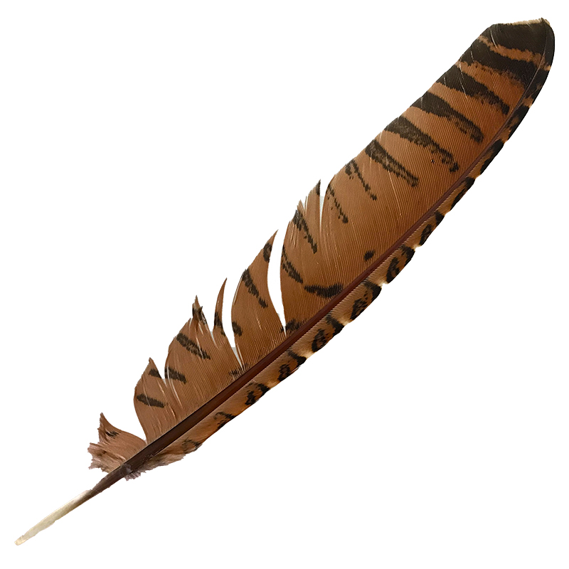 (image for) #94 Coucal Wing Primary Feather - Click Image to Close