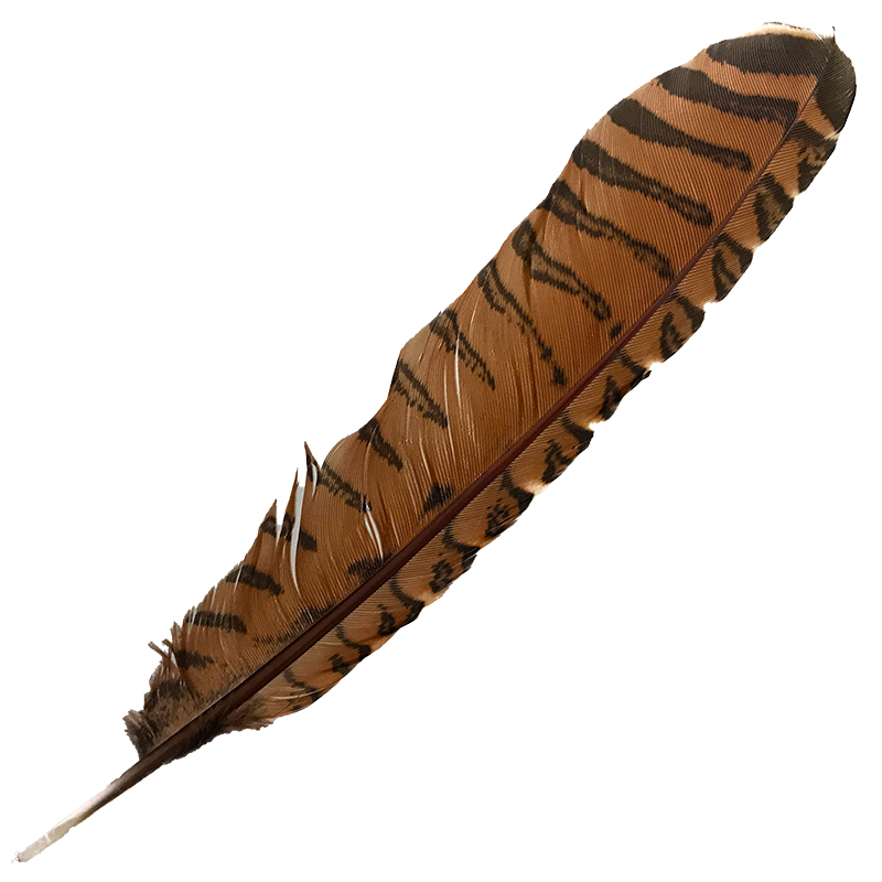 (image for) #99 Coucal Wing Primary Feather