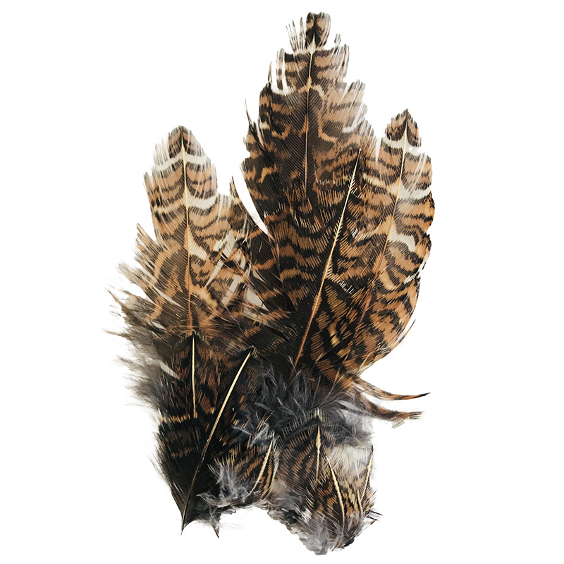 (image for) #56 Coucal Pheasant Plumage Feathers