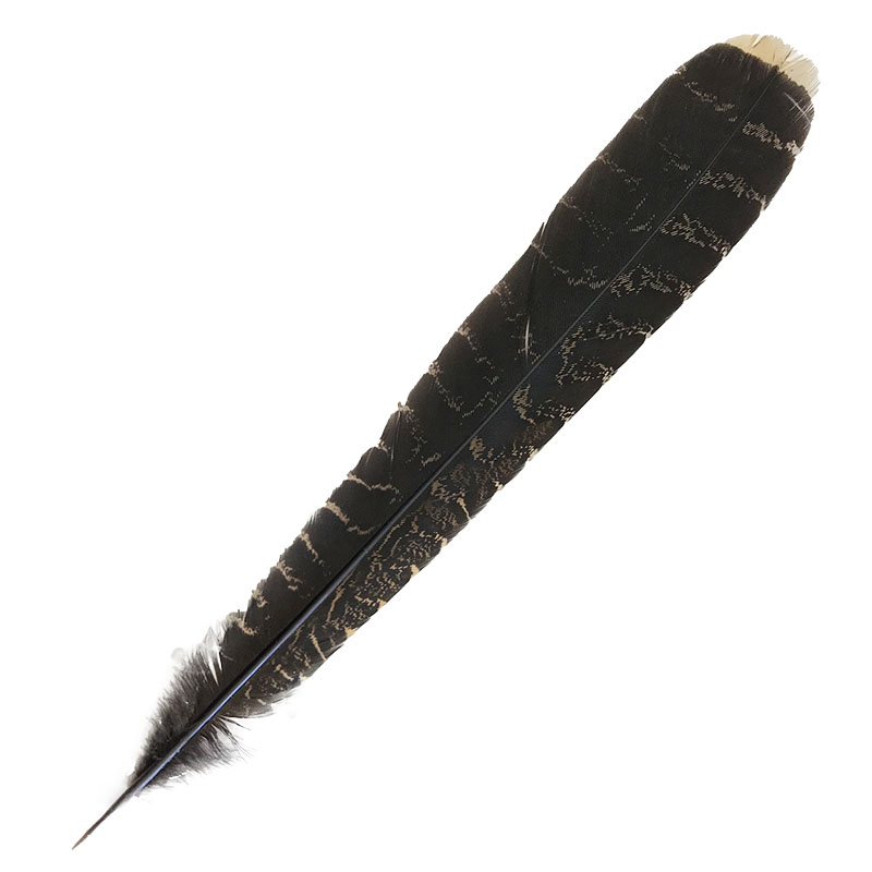(image for) #15 Coucal Tail (Left) Feather