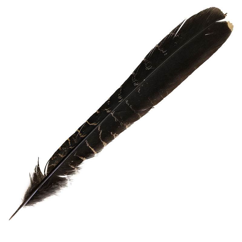 (image for) #17 Coucal Tail (Left) Feather