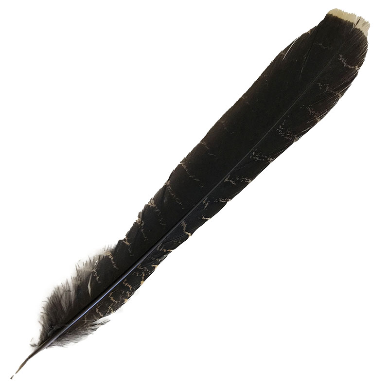 (image for) #18 Coucal Tail (Right) Feather