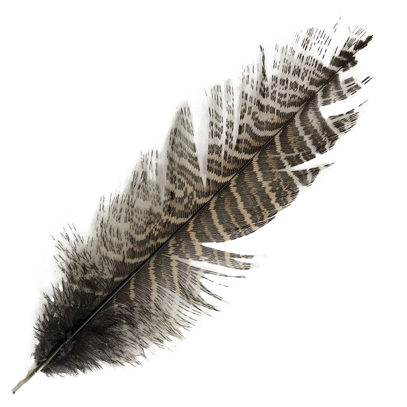 (image for) #22 Coucal Tail (Top) Feather