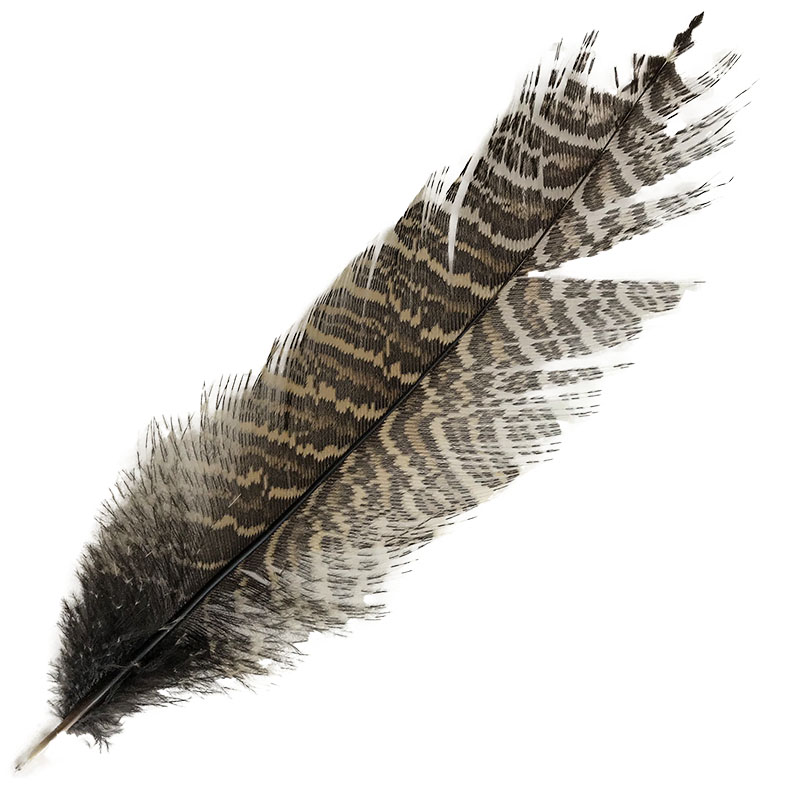 (image for) #23 Coucal Tail (Top) Feather