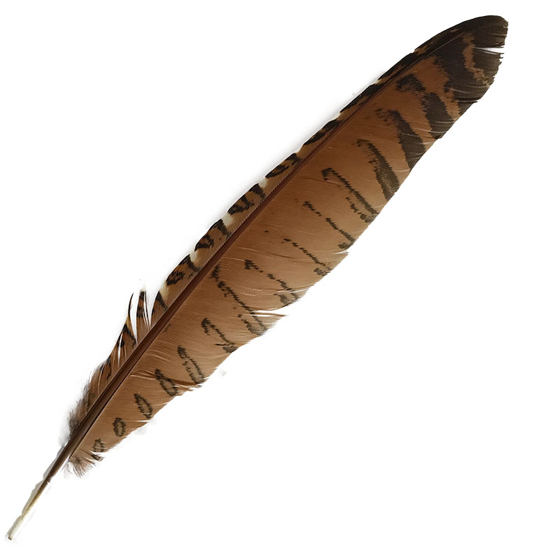 (image for) #40 Coucal Wing Flight Feather - Click Image to Close