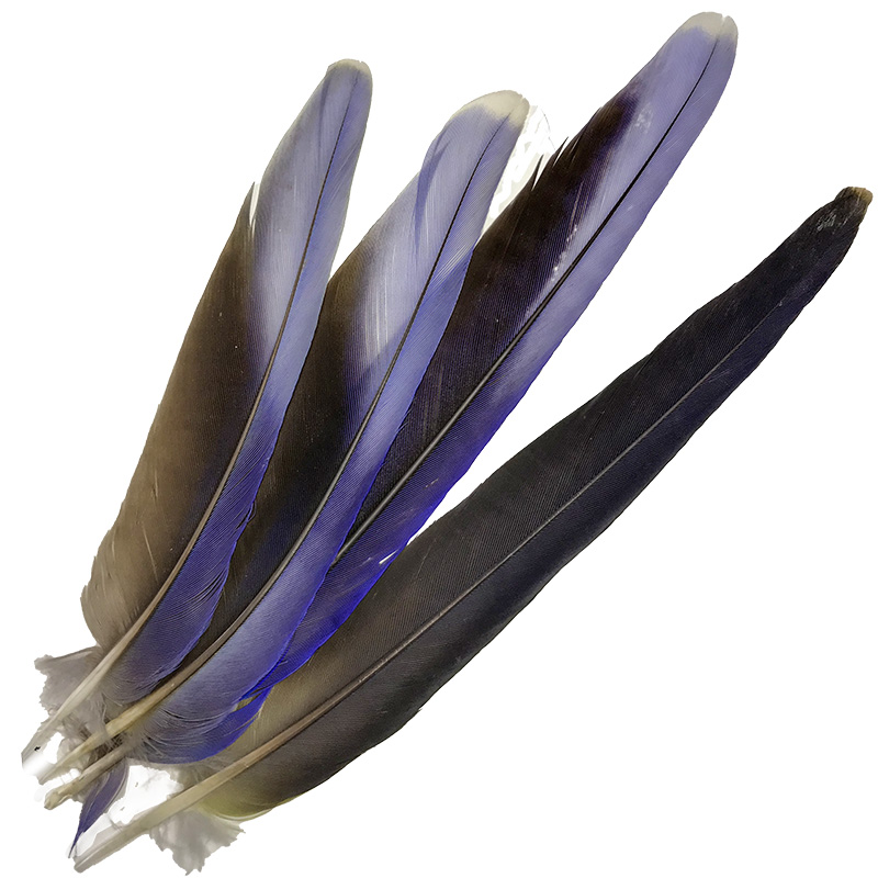 (image for) Crimson Rosella Tail Feathers - Coming soon - Click Image to Close