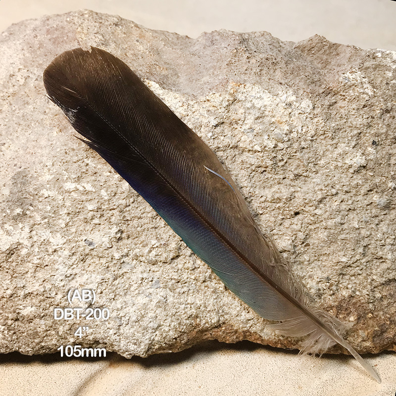 (image for) DBT-200 Dollar Bird Tail Feather