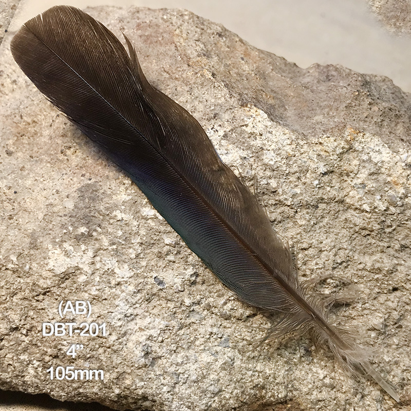 (image for) DBT-201 Dollar Bird Tail Feather