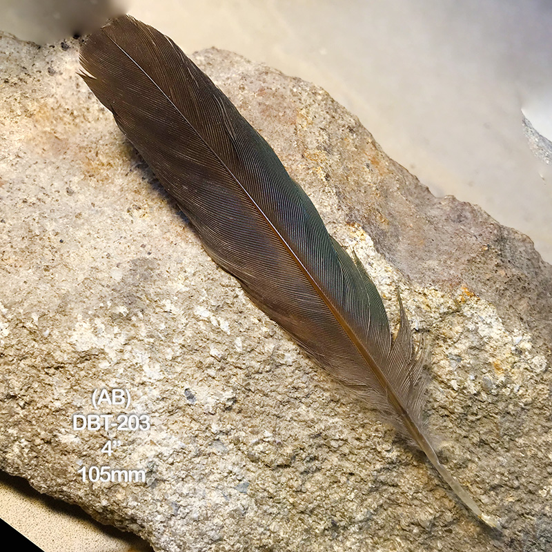 (image for) DBT-203 Dollar Bird Tail Feather