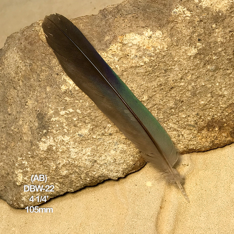 (image for) DBW-22 Dollar Bird Primary Feather - Click Image to Close