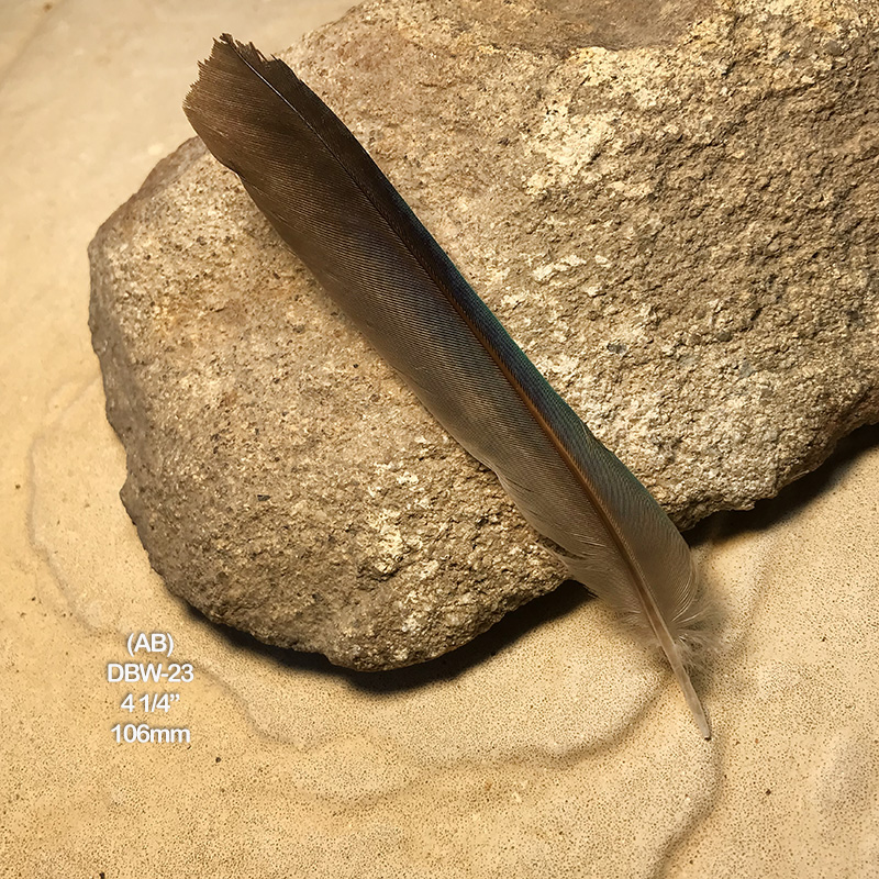 (image for) DBW-23 Dollar Bird Primary Feather
