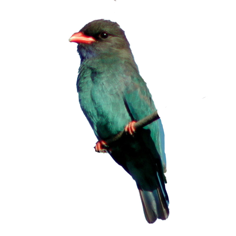 (image for) Dollar Bird