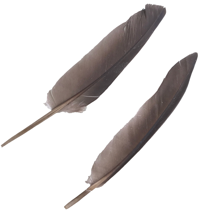 (image for) #55 Spotted Turtle Dove Primary Wing Feathers x2 - Click Image to Close