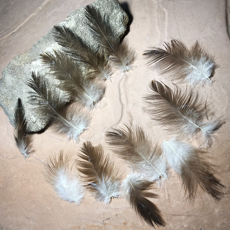 (image for) Wedged Tail Eagle LEG Plumage Feathers x12