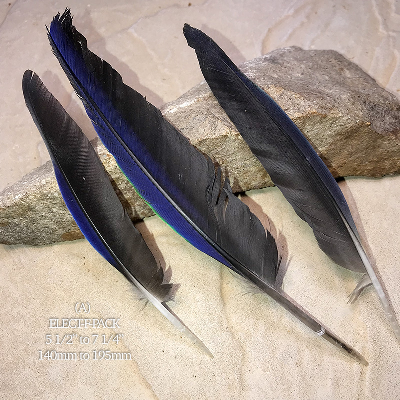 (image for) Elect-F-PACK Eclectus Parrot Flight Wing Feather