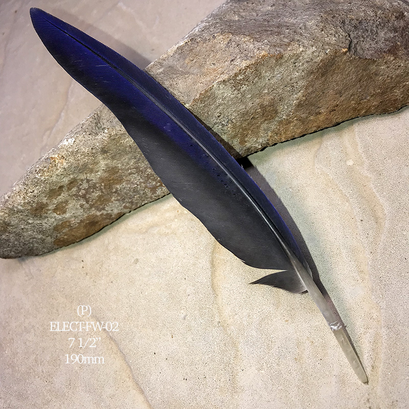 (image for) Elect-FW-02 Eclectus Parrot Flight Wing Feather