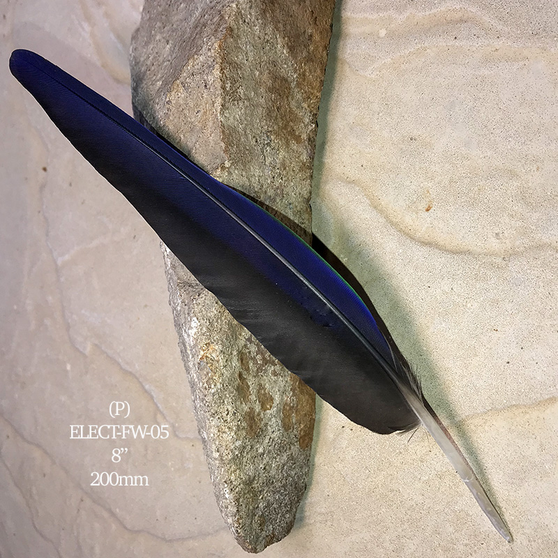 (image for) Elect-FW-05 Eclectus Parrot Flight Wing Feather