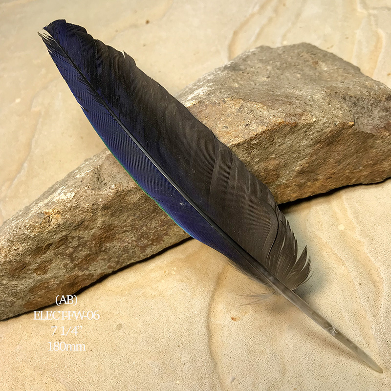 (image for) Elect-FW-06 Eclectus Parrot Flight Wing Feather