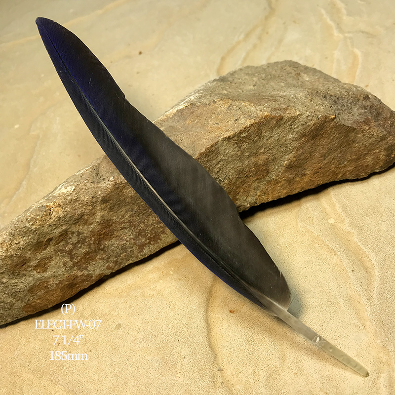 (image for) Elect-FW-07 Eclectus Parrot Flight Wing Feather