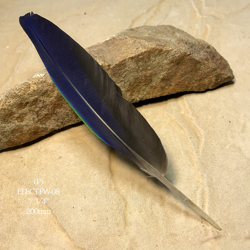 (image for) Elect-FW-08 Eclectus Parrot Flight Wing Feather