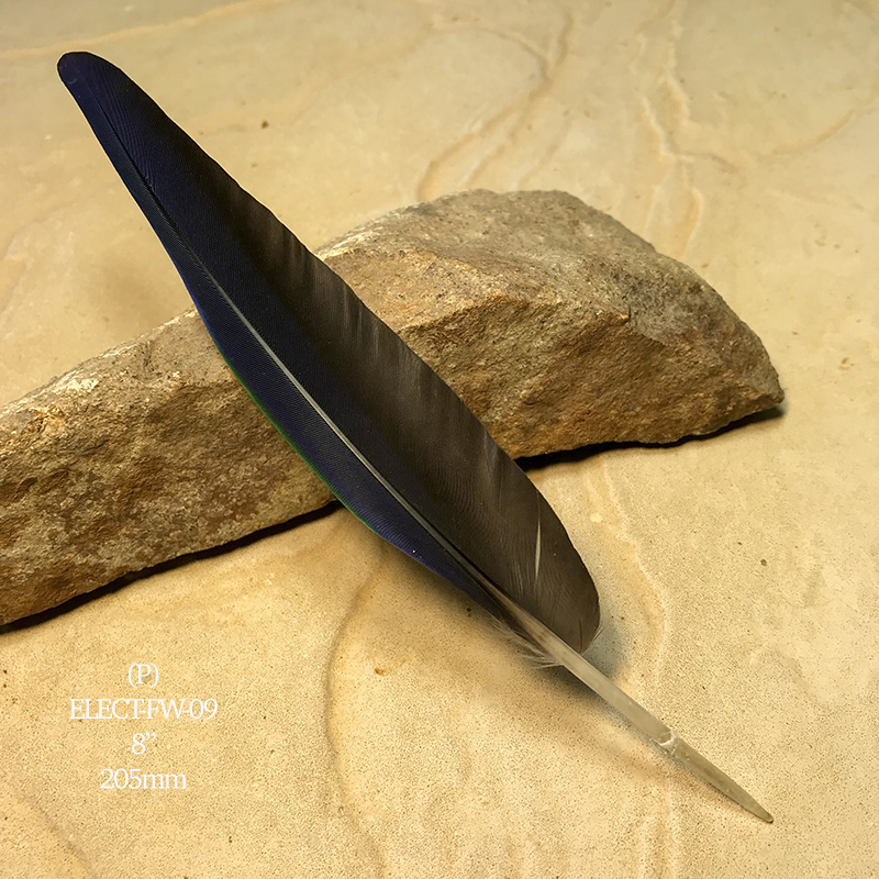 (image for) Elect-FW-09 Eclectus Parrot Flight Wing Feather