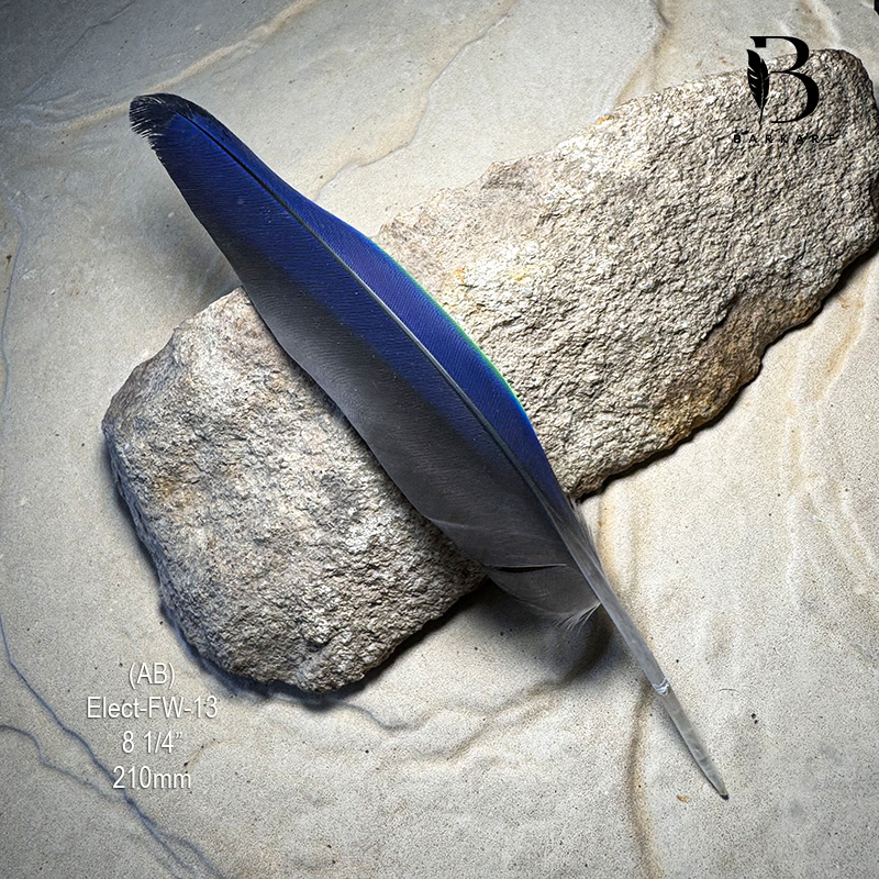 (image for) Elect-FW-13 Eclectus Parrot Flight Wing Feather