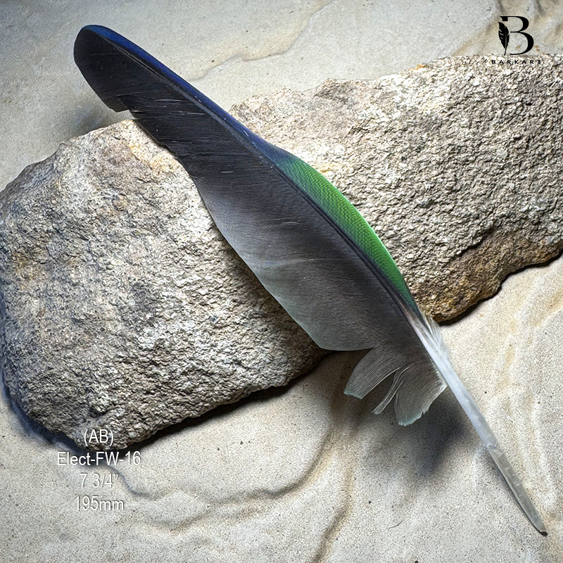 (image for) Elect-FW-16 Eclectus Parrot Flight Wing Feather - Click Image to Close
