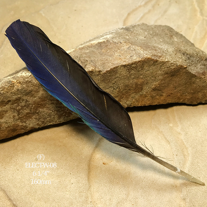 (image for) Elect-W-08 Eclectus Parrot Secondary Wing Feather