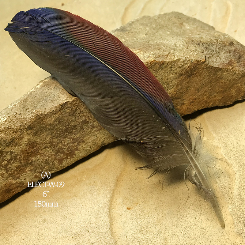 (image for) Elect-W-09 Eclectus Parrot Primary Wing Feather