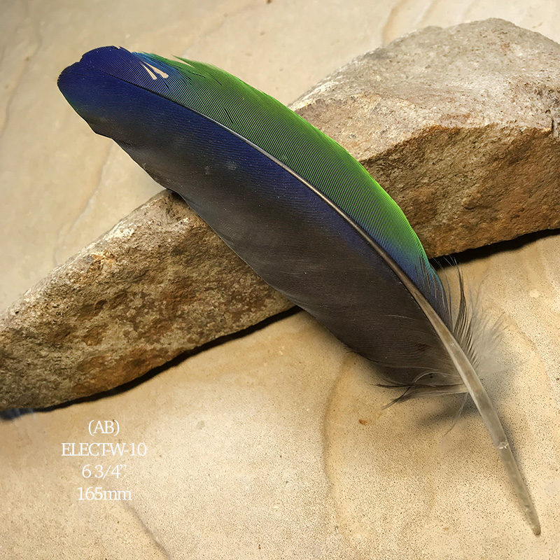 (image for) Elect-W-10 Eclectus Parrot Primary Wing Feather