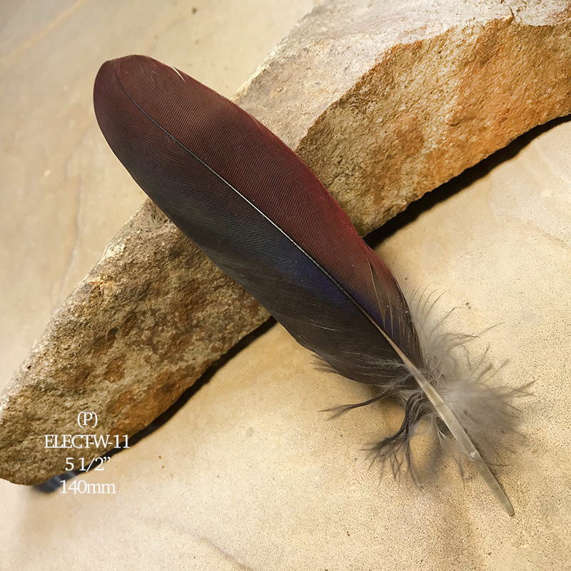 (image for) Elect-W-11 Eclectus Parrot Secondary Wing Feather