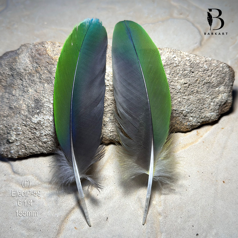 (image for) ELWP-59 Eclectus Parrot Primary Wing Feathers