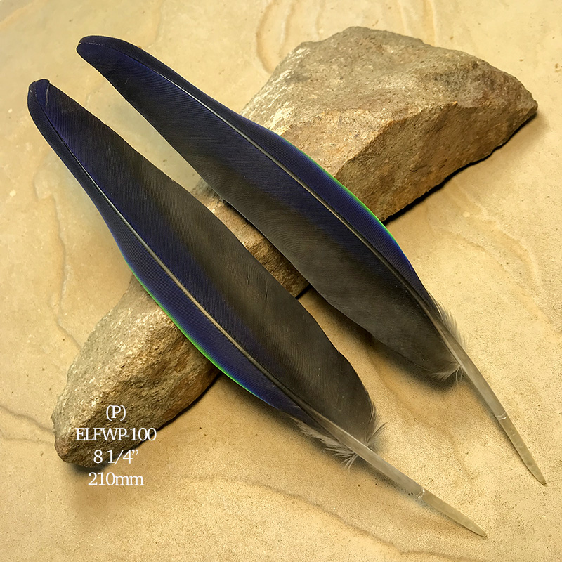 (image for) ELFWP-100 Eclectus Parrot Flight Wing Feathers