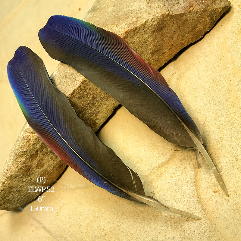 Little Falcon Plumage Feathers No.1 Raptor Feather Store in Australia :  Australian Feathers, Australian Native Bird Feathers