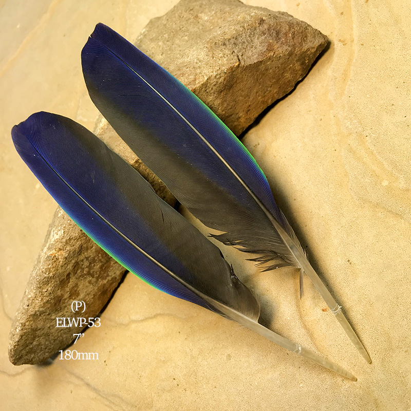 (image for) ELWP-53 Eclectus Parrot Primary Wing Feathers